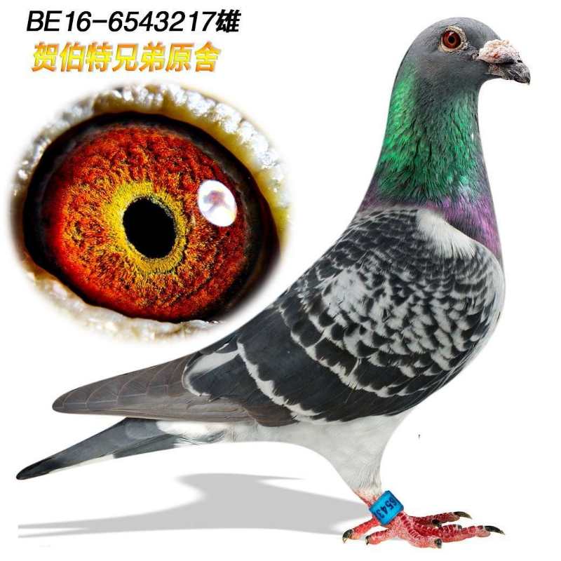 >> 查看拍卖商品