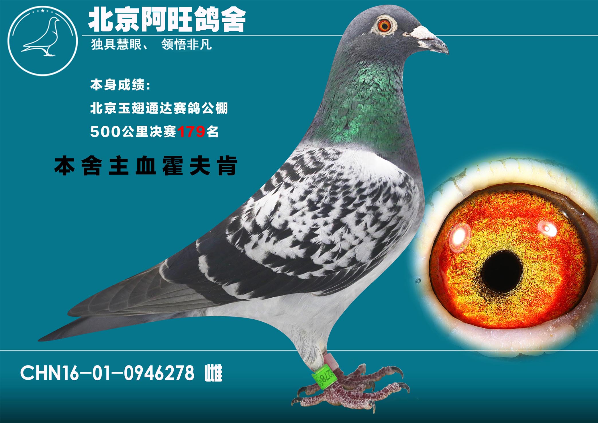 信鸽在线拍卖平台 - 中国信鸽信息网