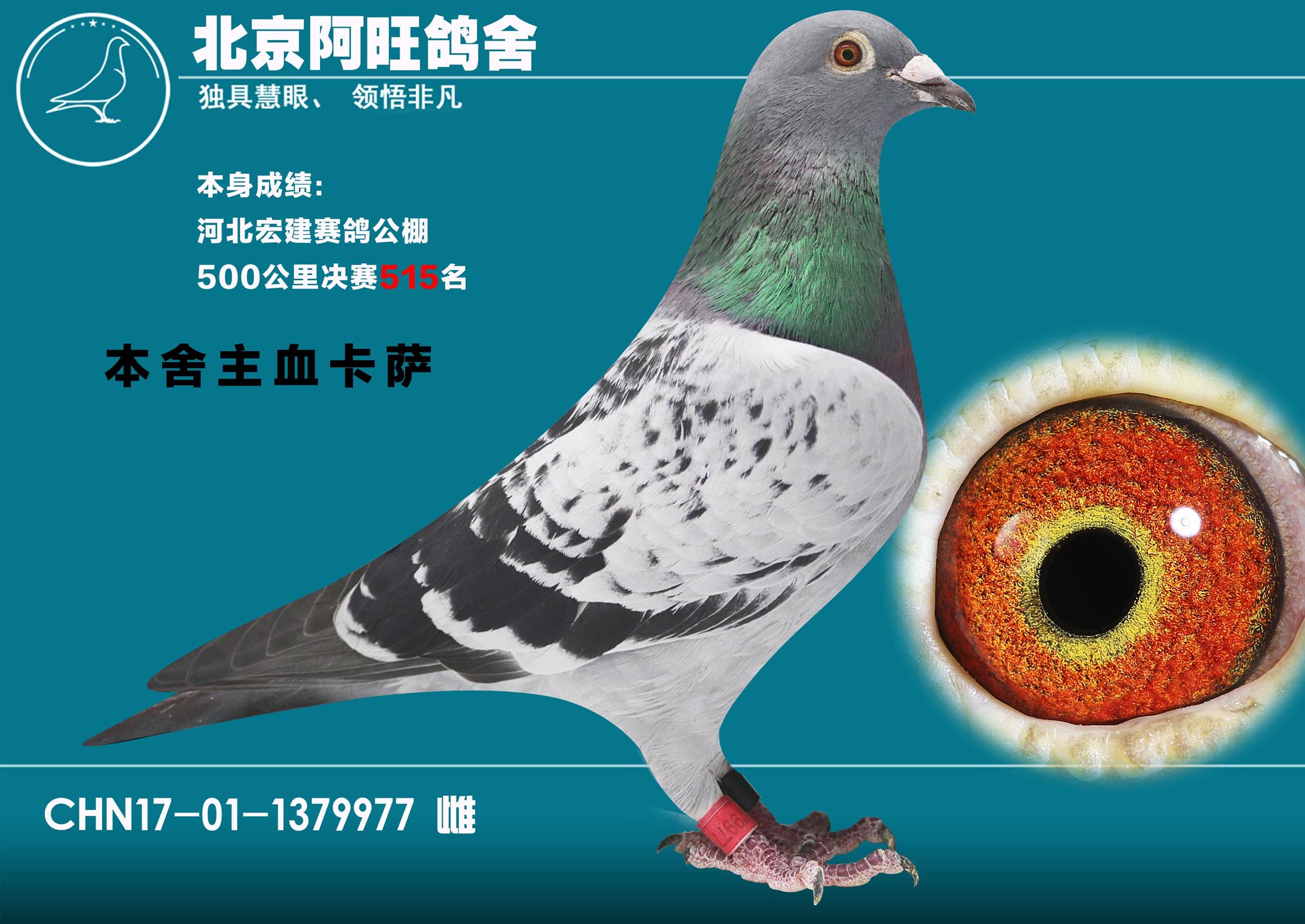 信鸽在线拍卖平台 - 中国信鸽信息网