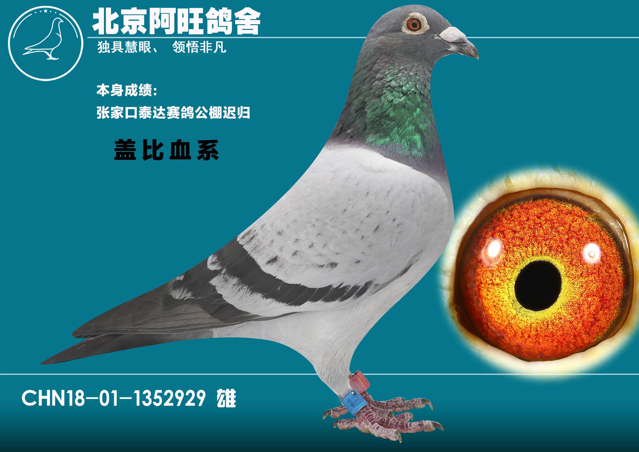 北京环球赛鸽文化中心 - 中信网铭鸽展厅 www.ag188.com