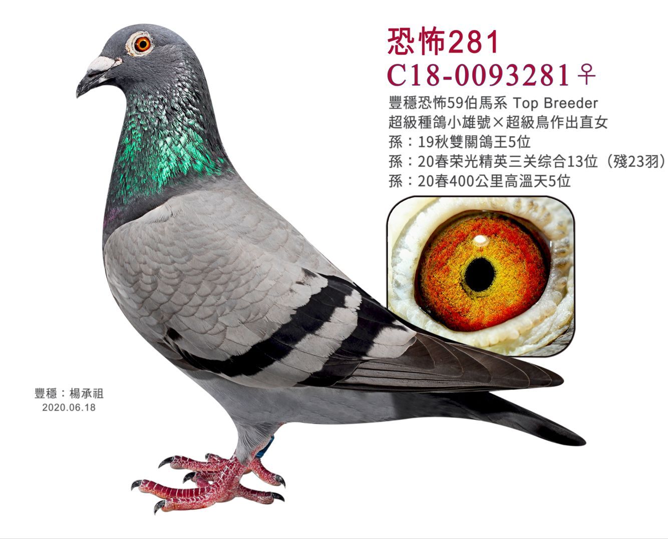 信鸽拍卖首页 拍卖专题 >> 查看拍卖商品 当前出价: 20000