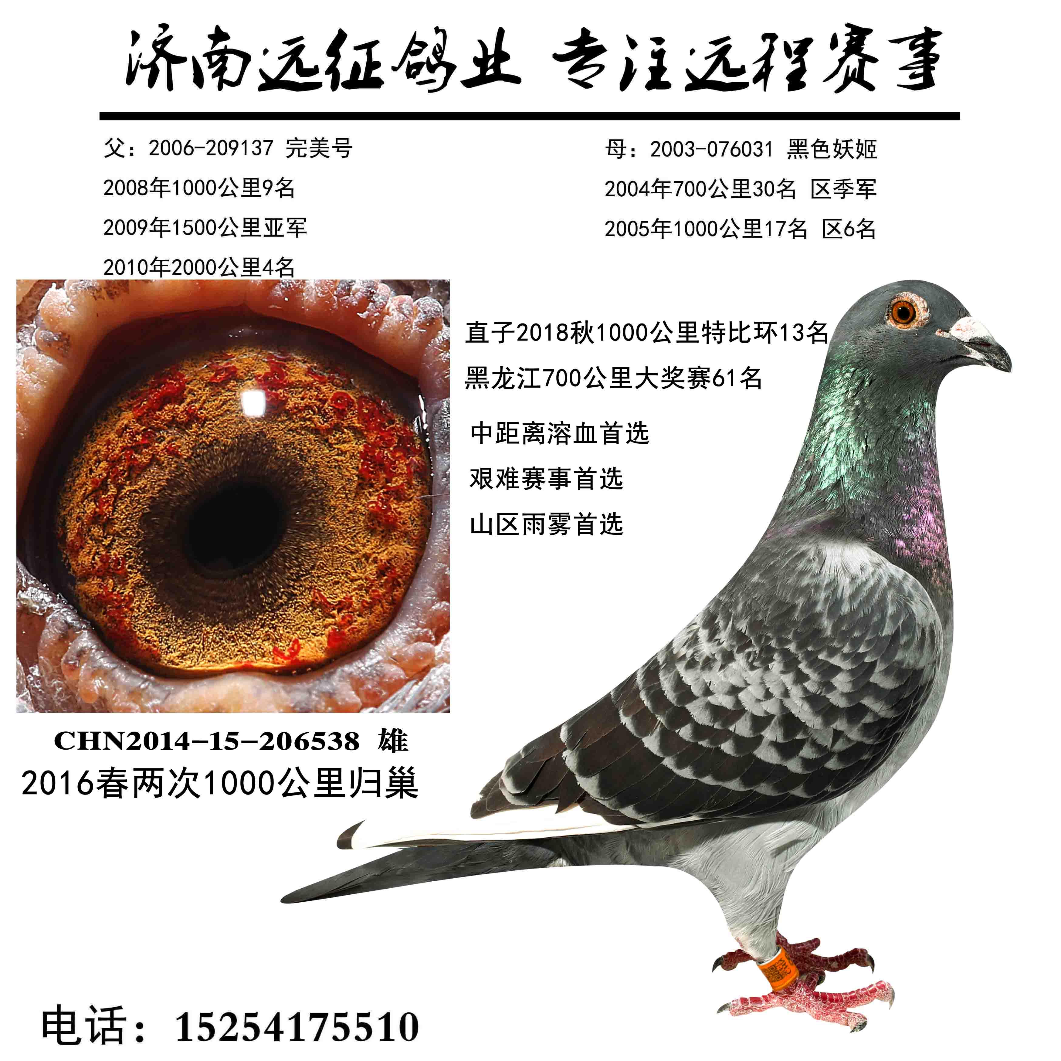 信鸽在线拍卖平台 - 中国信鸽信息网