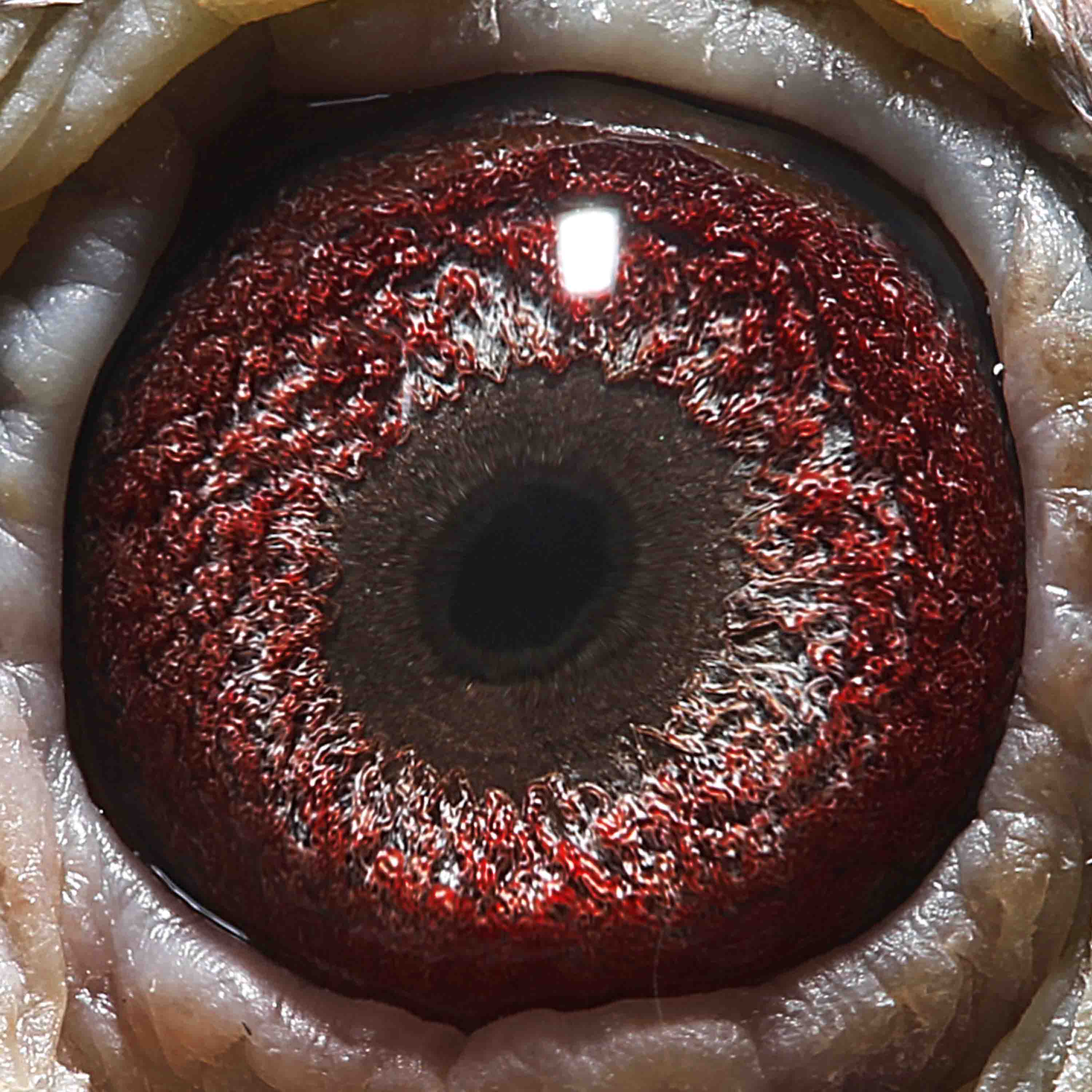 信鸽在线拍卖平台 - 中国信鸽信息网