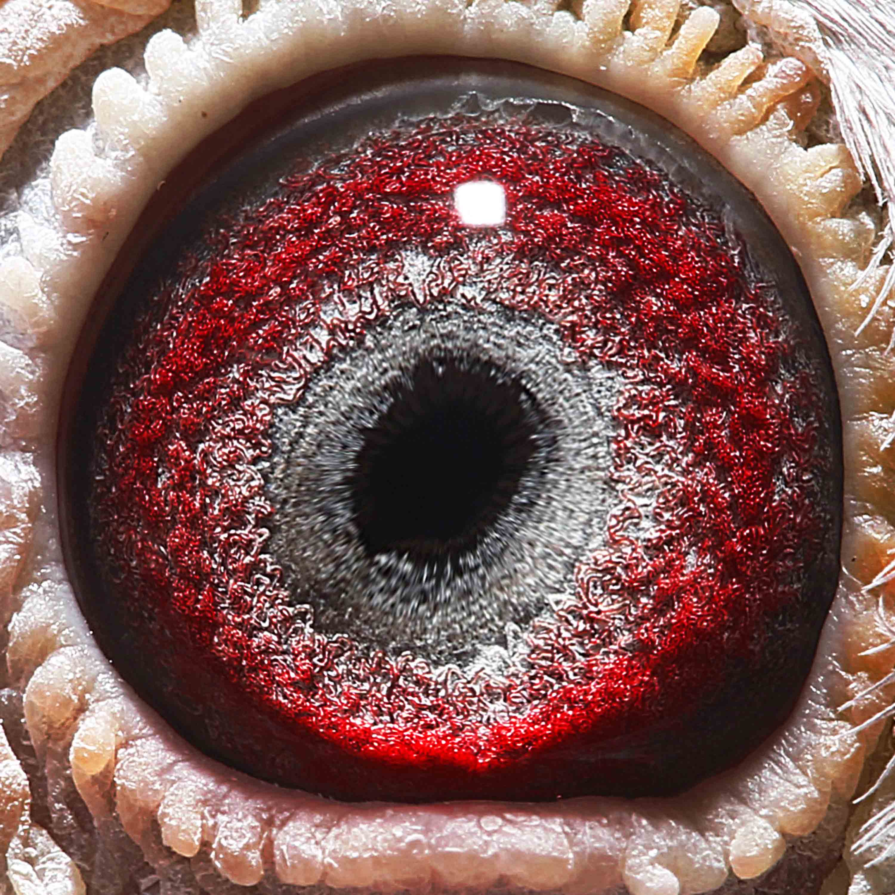 信鸽拍卖首页 拍卖专题 >> 查看拍卖商品 相关图片         商品信息