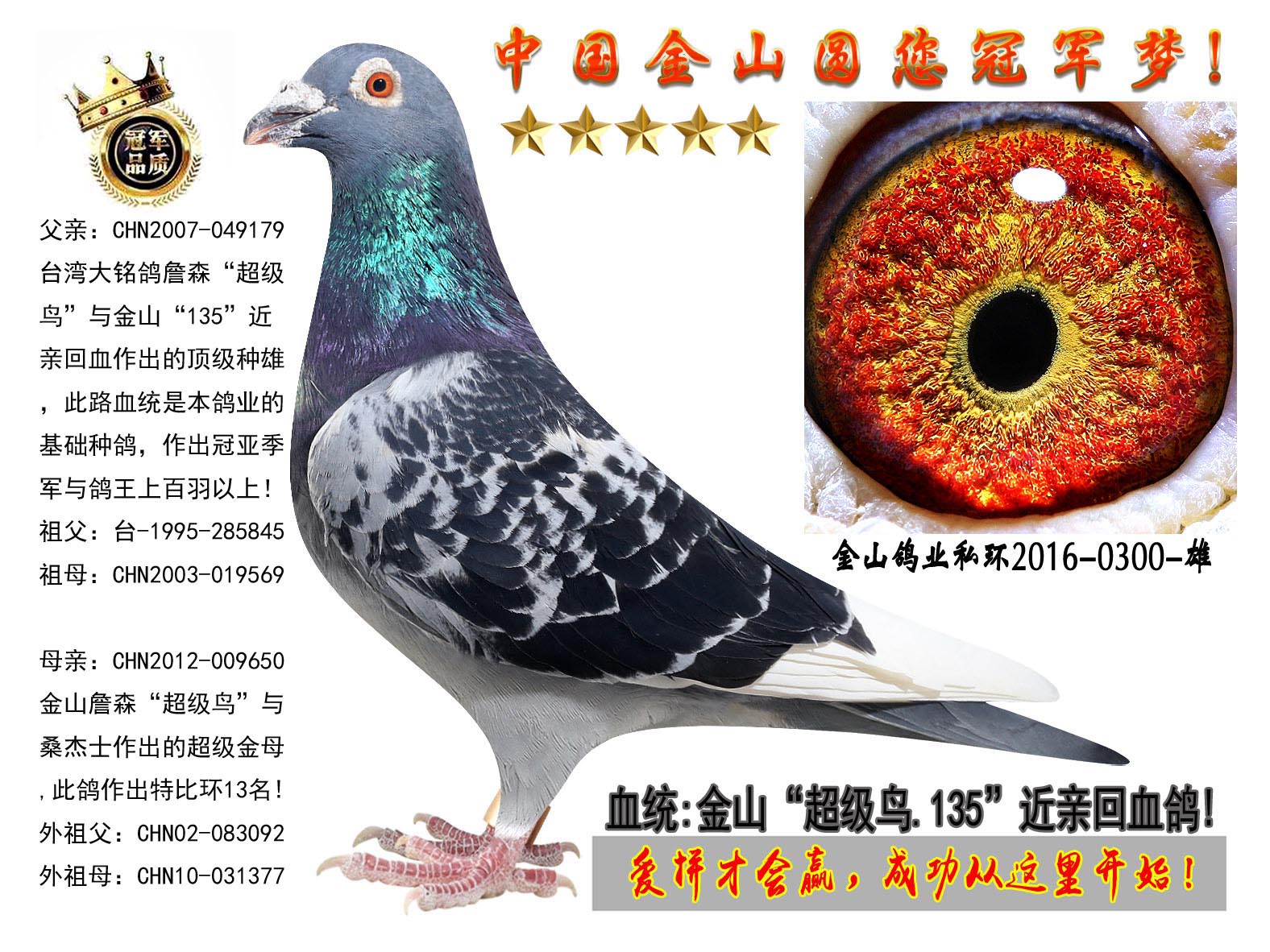 中国金山鸽业 - 中信网铭鸽展厅 www.ag188.com