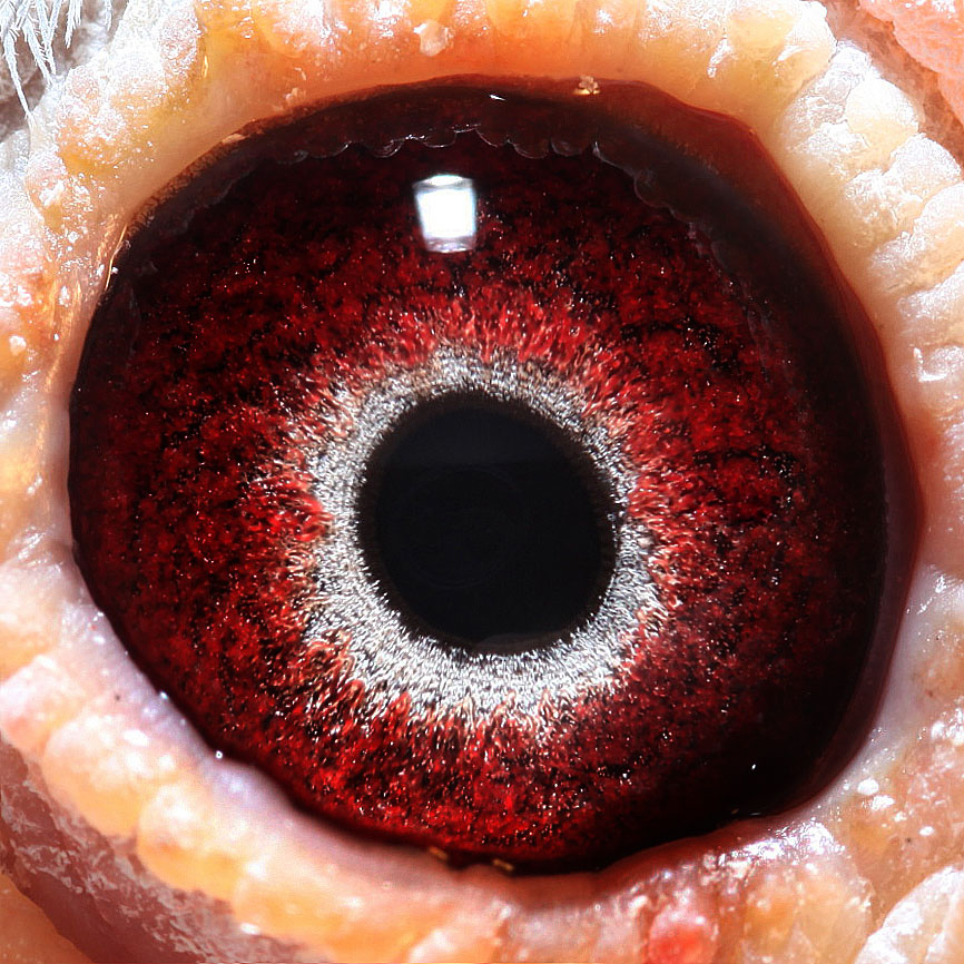 信鸽在线拍卖平台 - 中国信鸽信息网