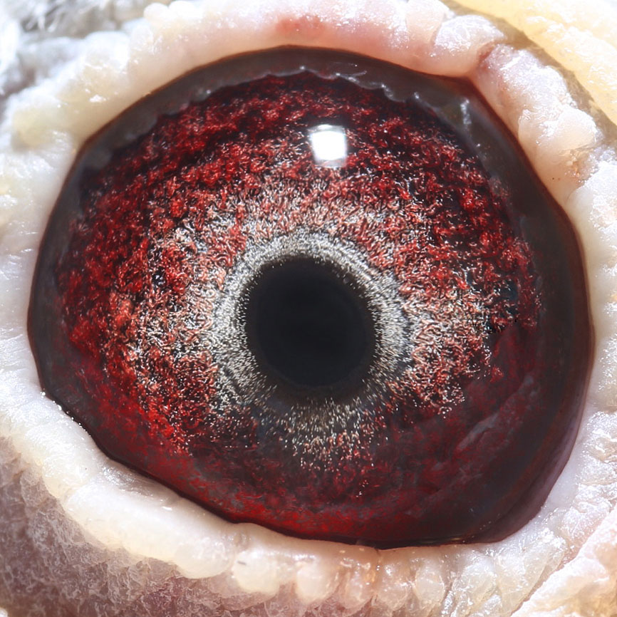 >> 查看拍卖商品