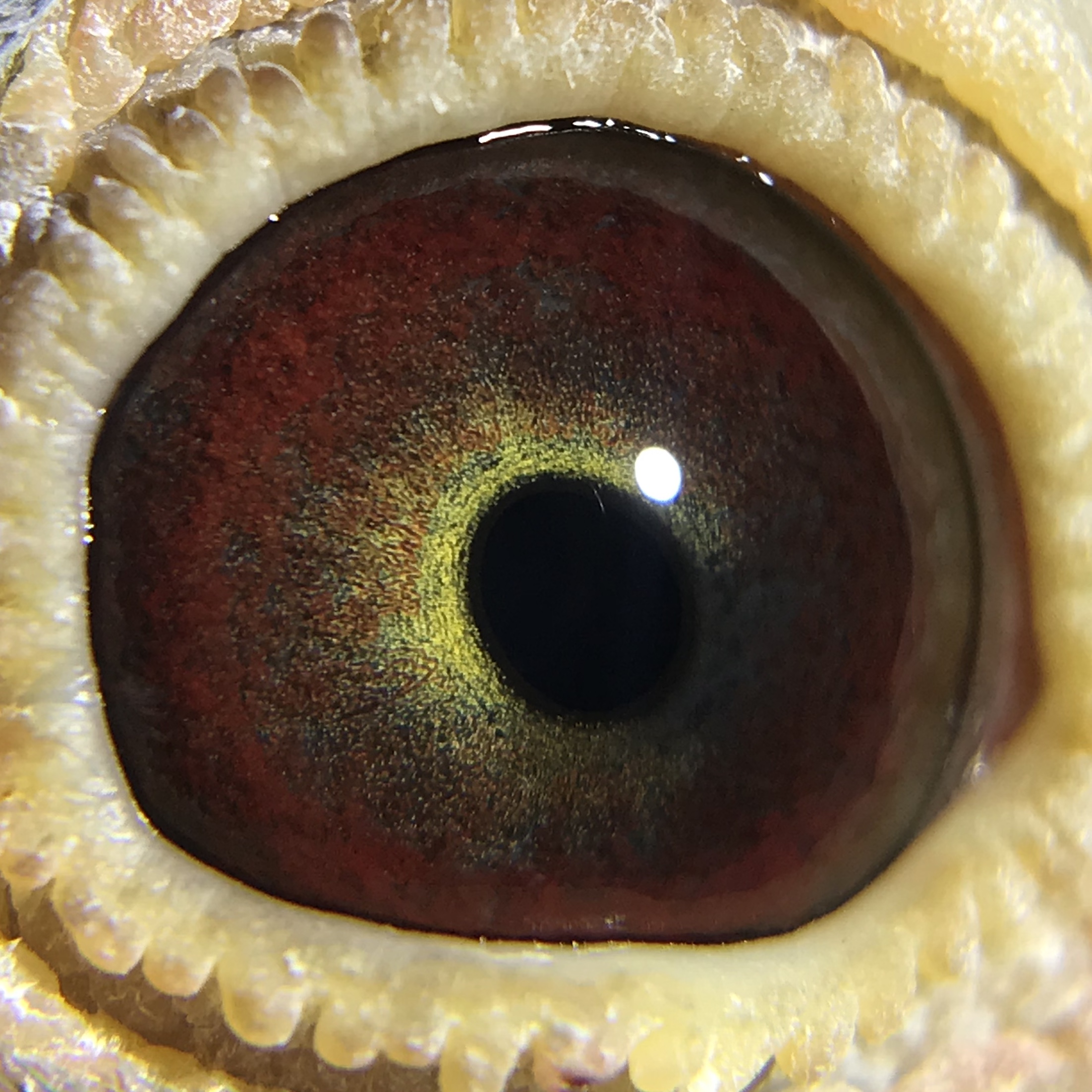 北京张忠良鸽舍 - 中信网铭鸽展厅 www.ag188.com