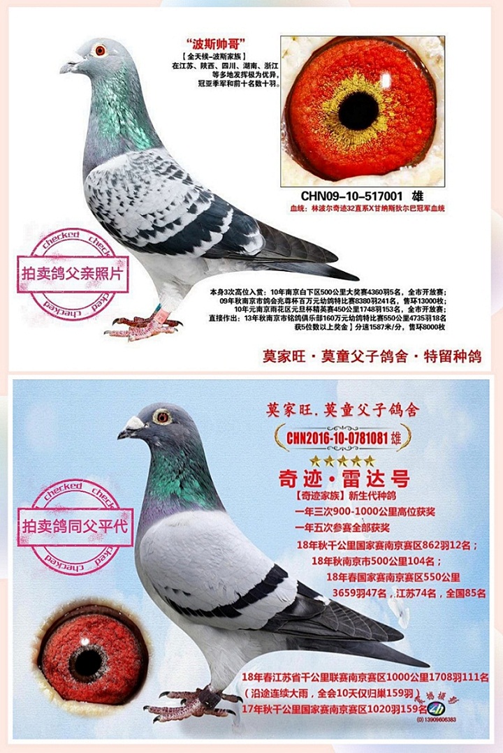 上海风云鸽舍铭鸽展厅图片