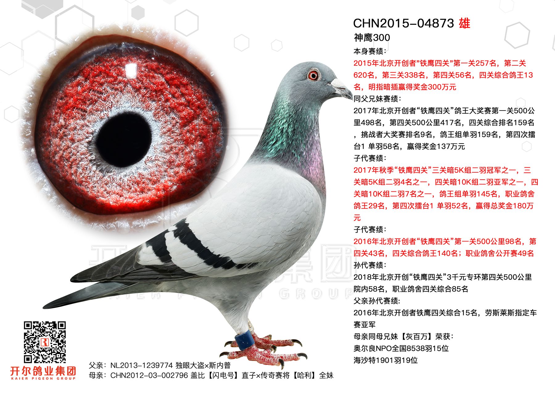 唐山开尔鸽业 - 中信网铭鸽展厅 www.ag188.com