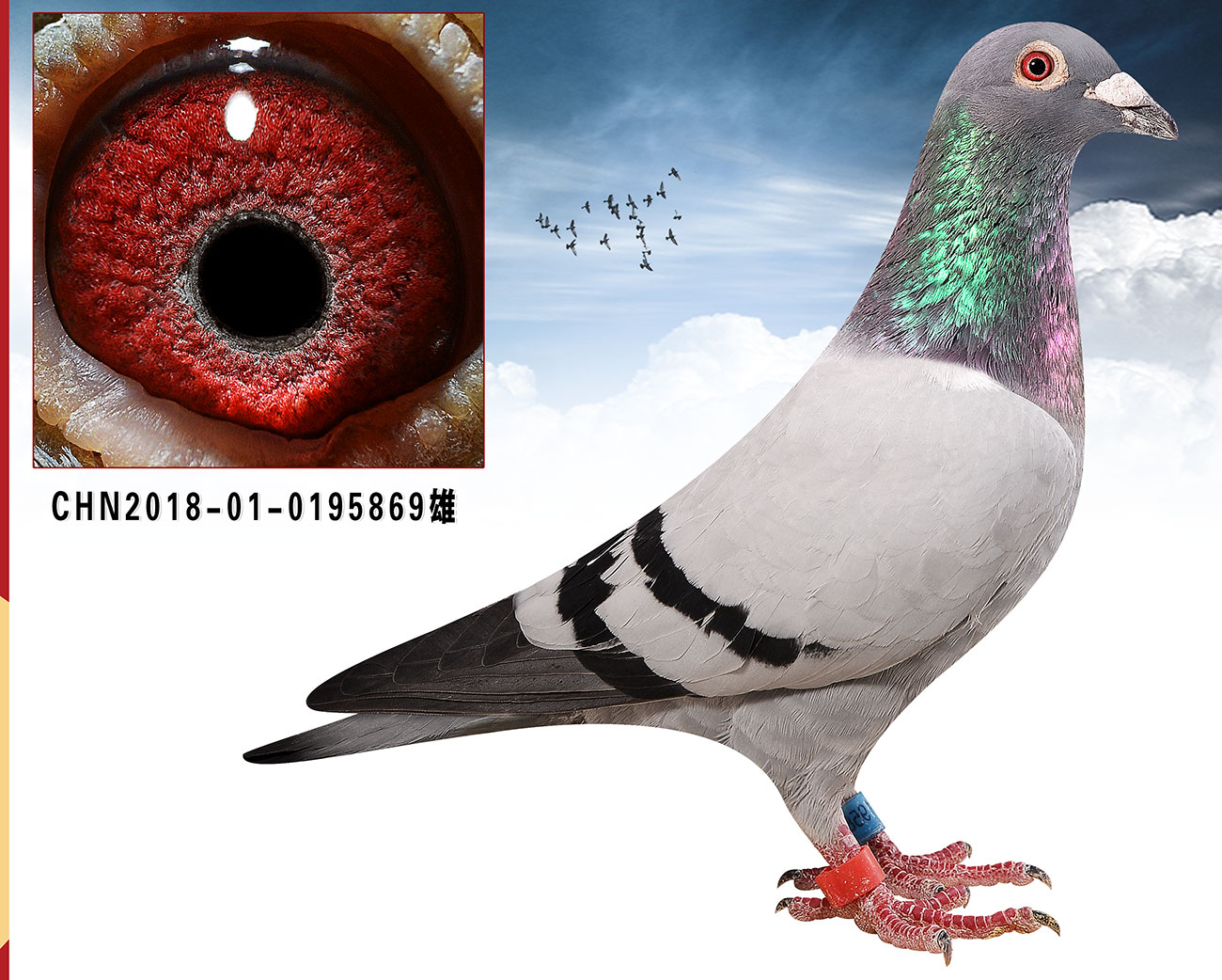 信鸽在线拍卖平台 - 中国信鸽信息网