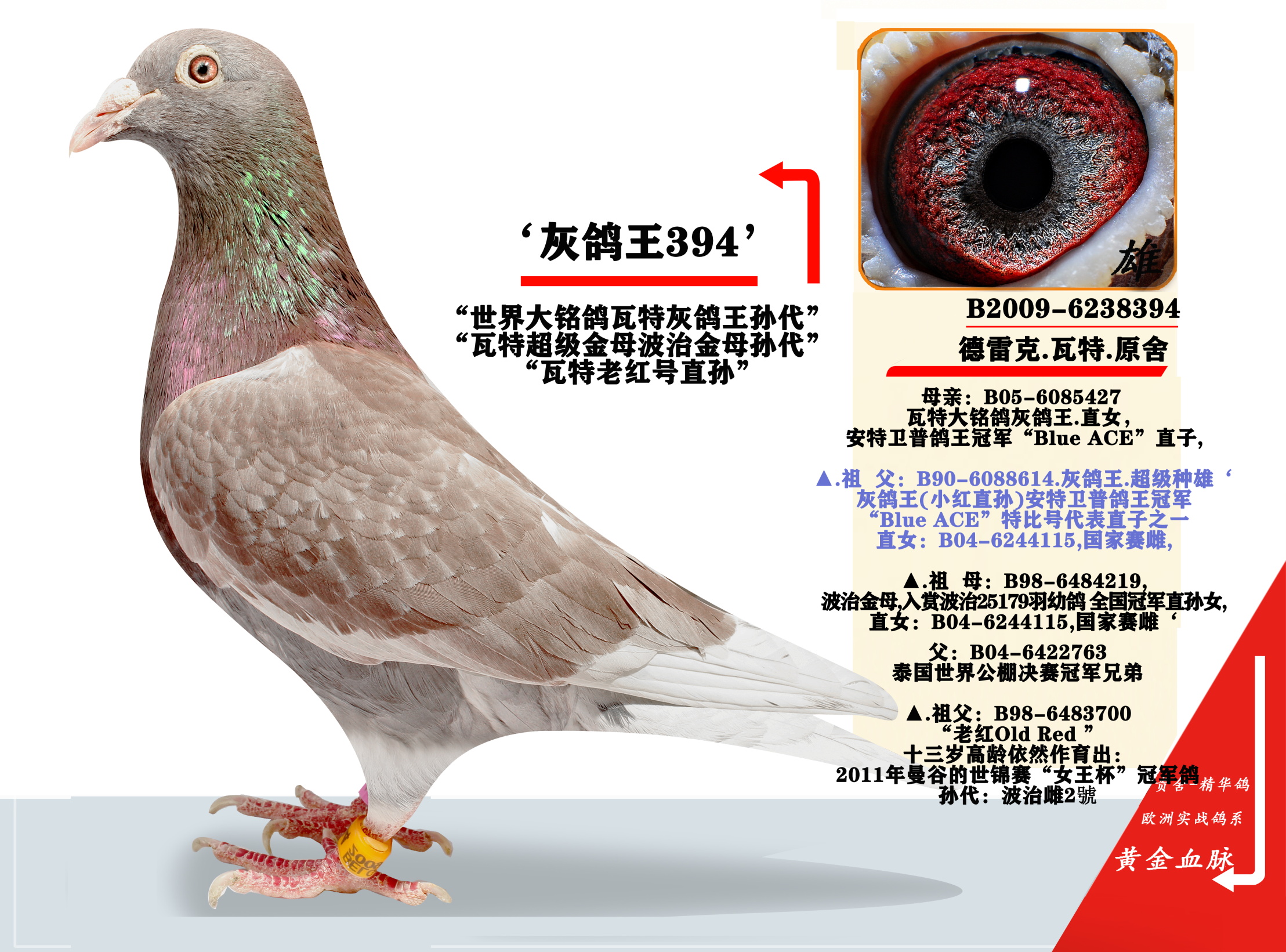 联盟国际 - 中信网铭鸽展厅 www.ag188.com