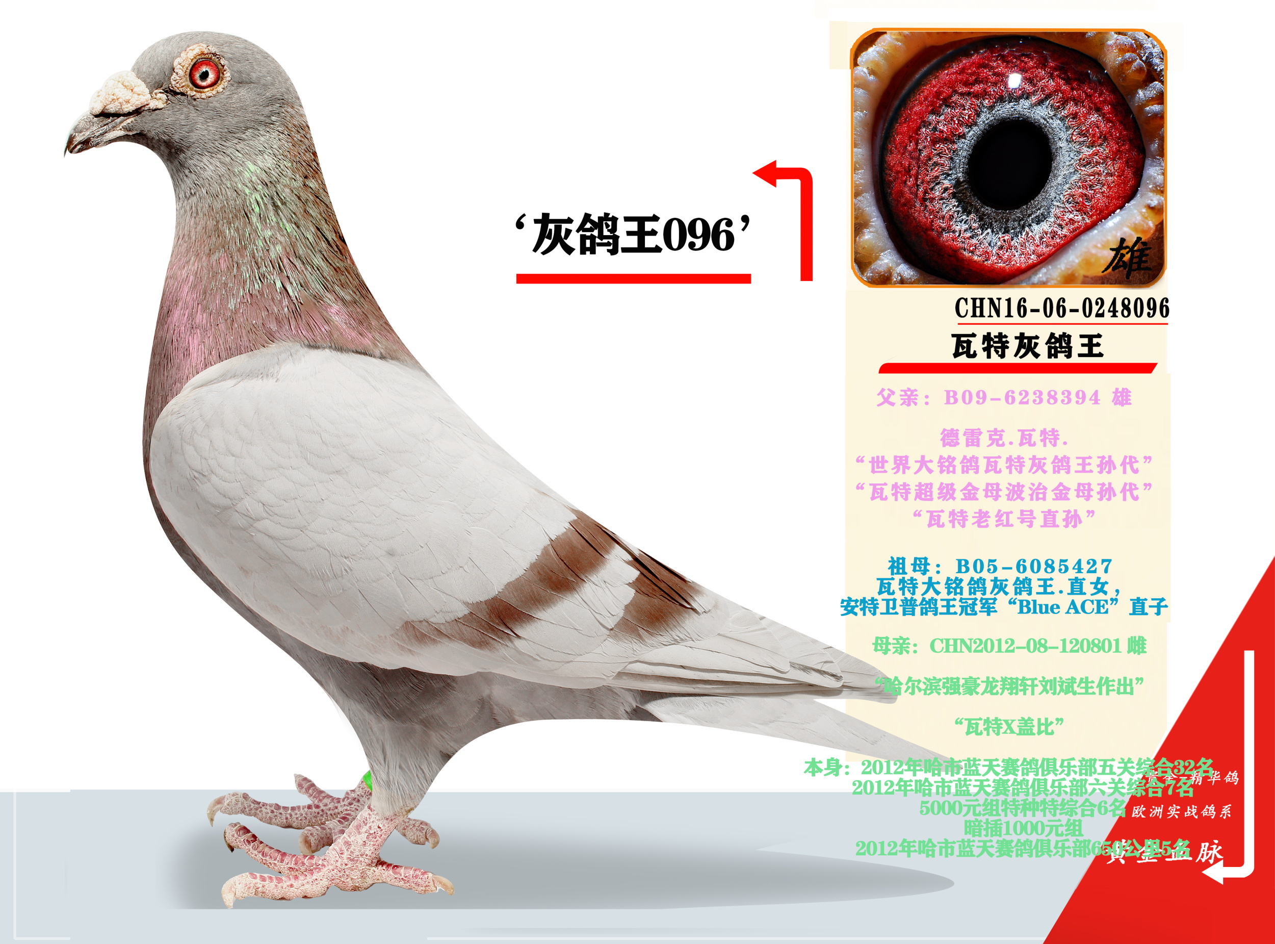 联盟国际 - 中信网铭鸽展厅 www.ag188.com