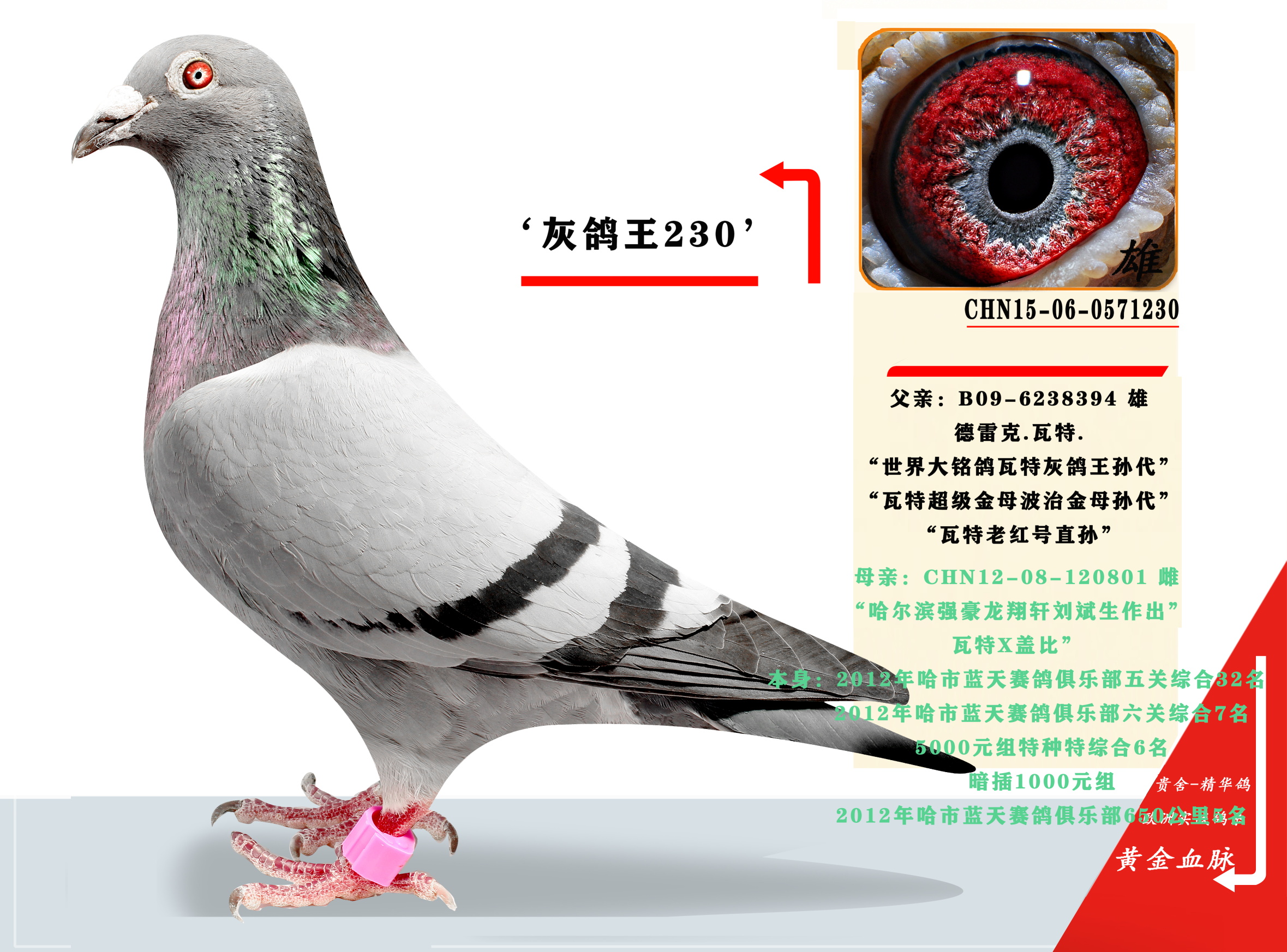 联盟国际 - 中信网铭鸽展厅 www.ag188.com