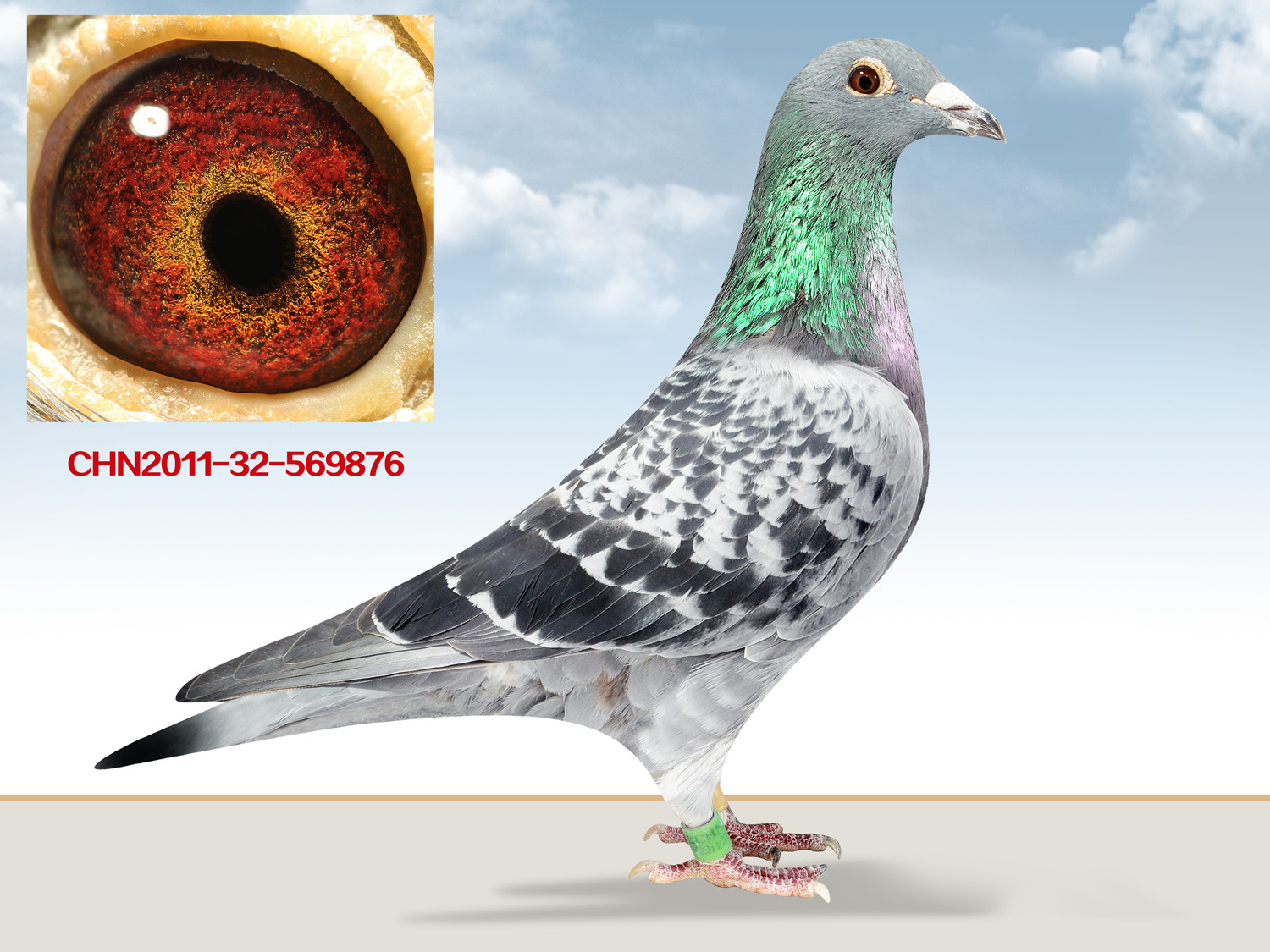 信鸽在线拍卖平台 - 中国信鸽信息网