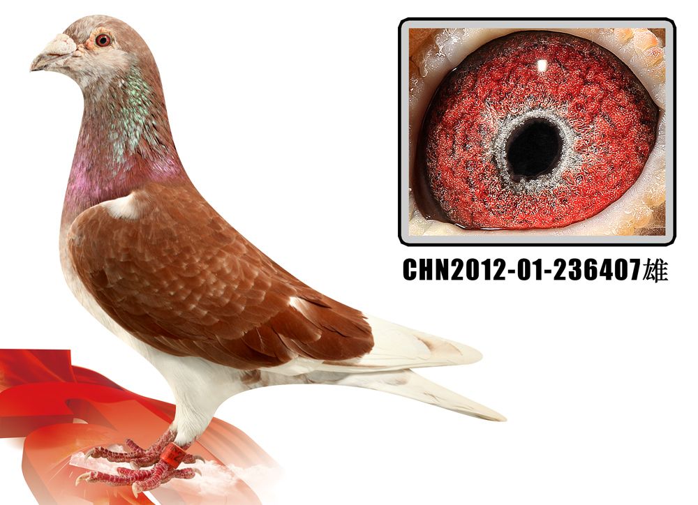 信鸽在线拍卖平台 - 中国信鸽信息网