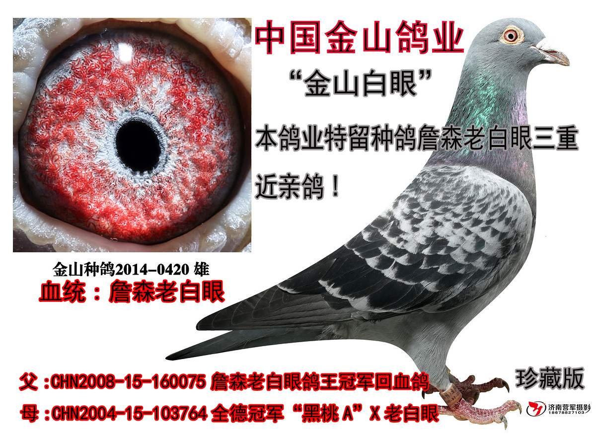 中国金山鸽业 - 中信网铭鸽展厅 www.ag188.com