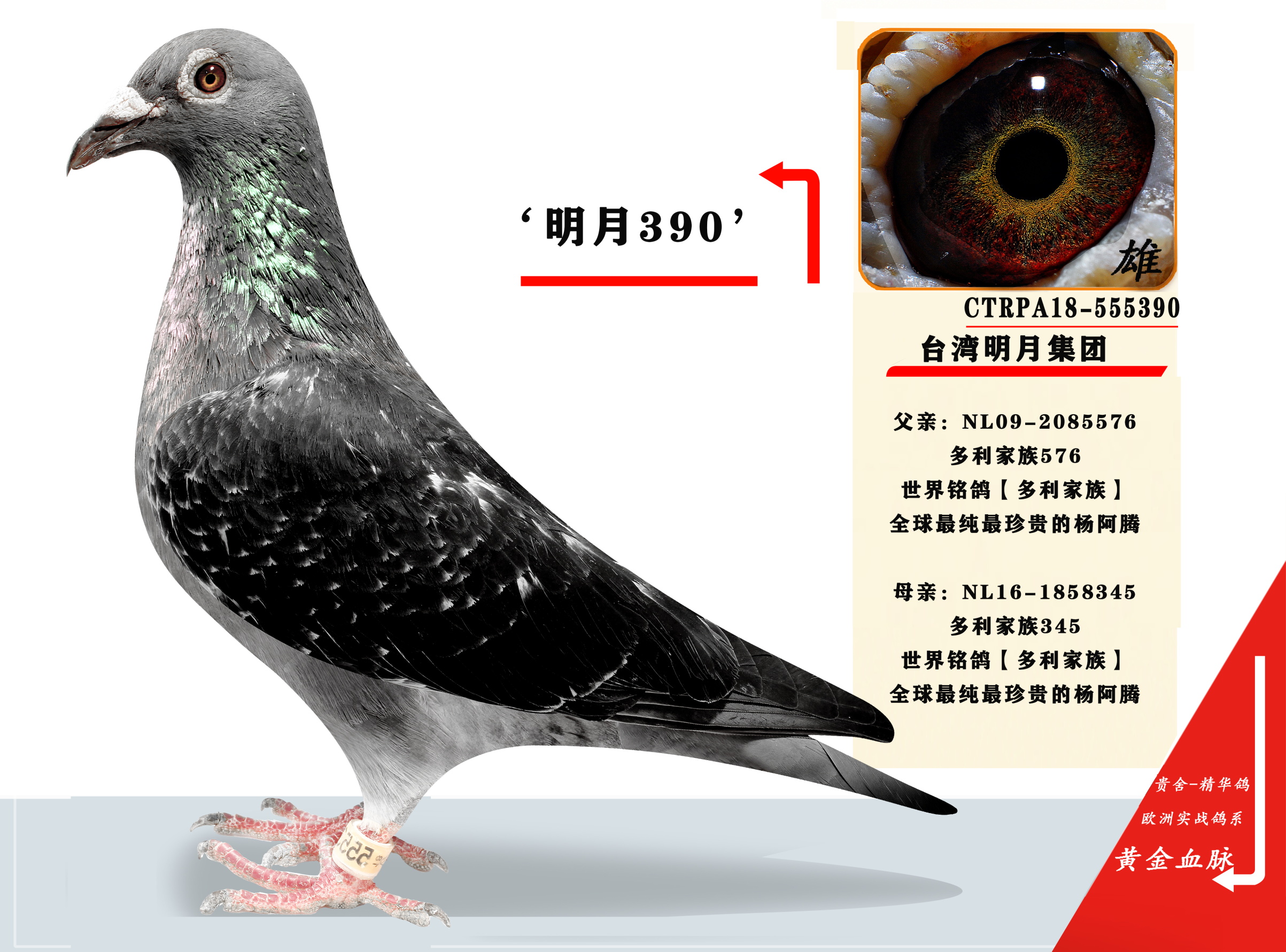 信鸽在线拍卖平台 - 中国信鸽信息网