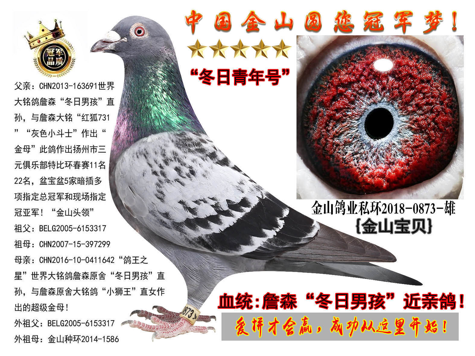 中国金山鸽业 - 中信网铭鸽展厅 www.ag188.com
