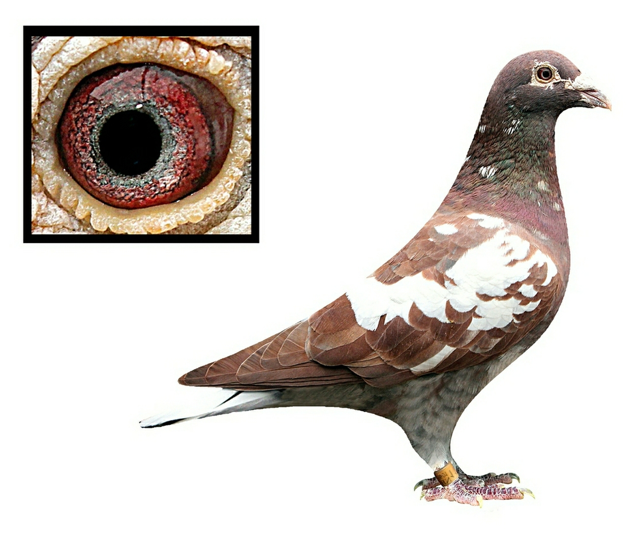 >> 查看拍卖商品