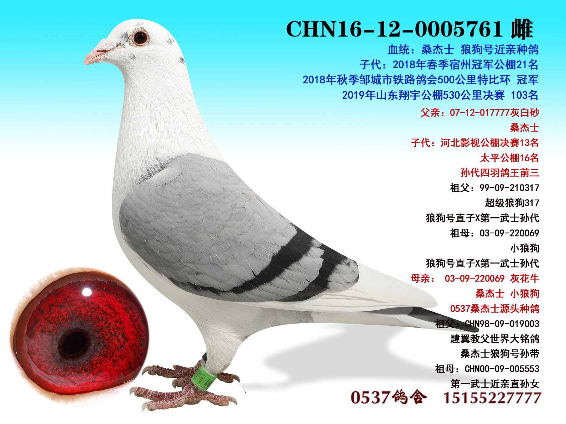 信鸽在线拍卖平台 - 中国信鸽信息网