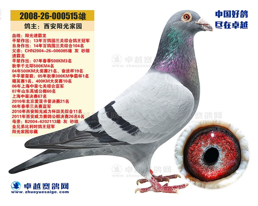 信鸽在线拍卖平台 - 中国信鸽信息网