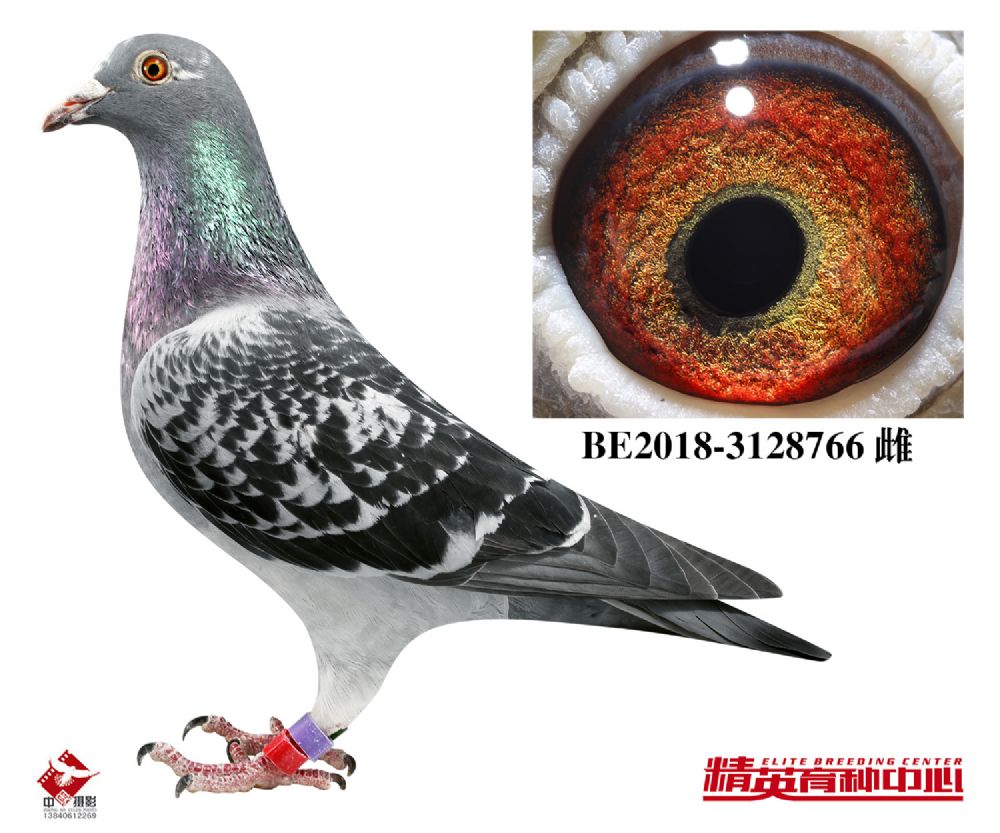 辉霞赛鸽 - 中信网铭鸽展厅 www.ag188.com