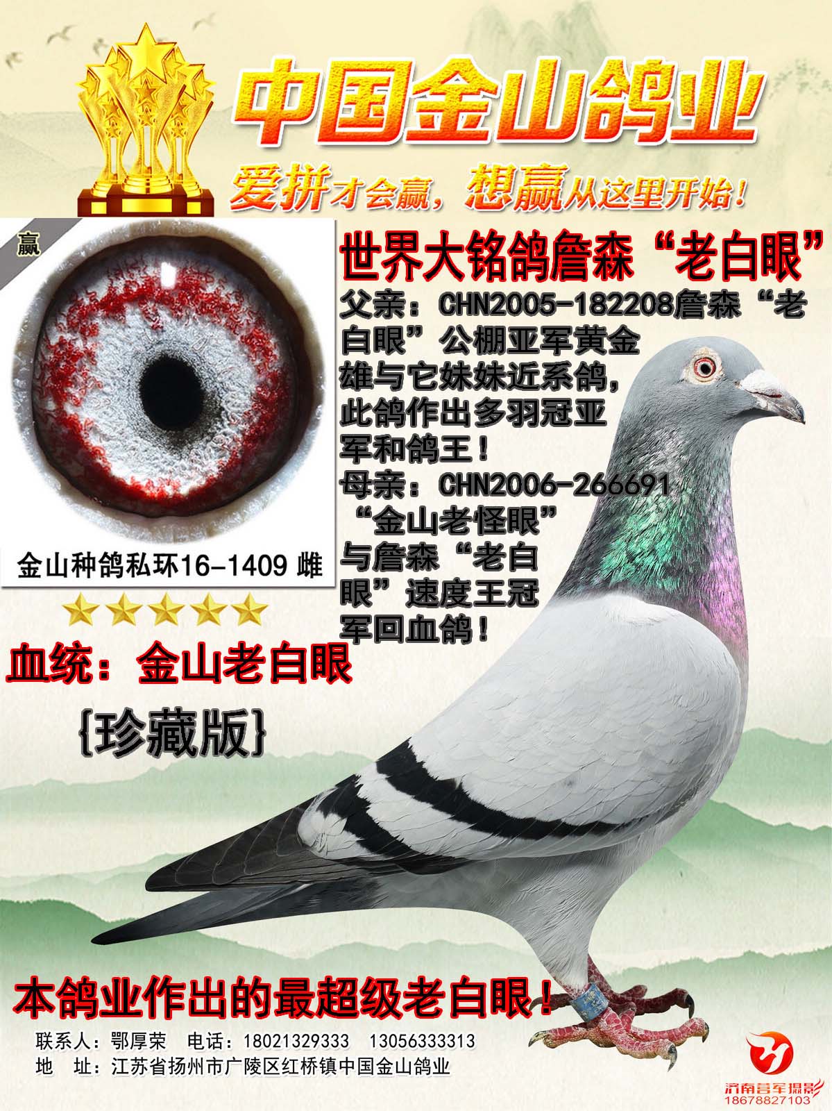 信鸽在线拍卖平台 - 中国信鸽信息网