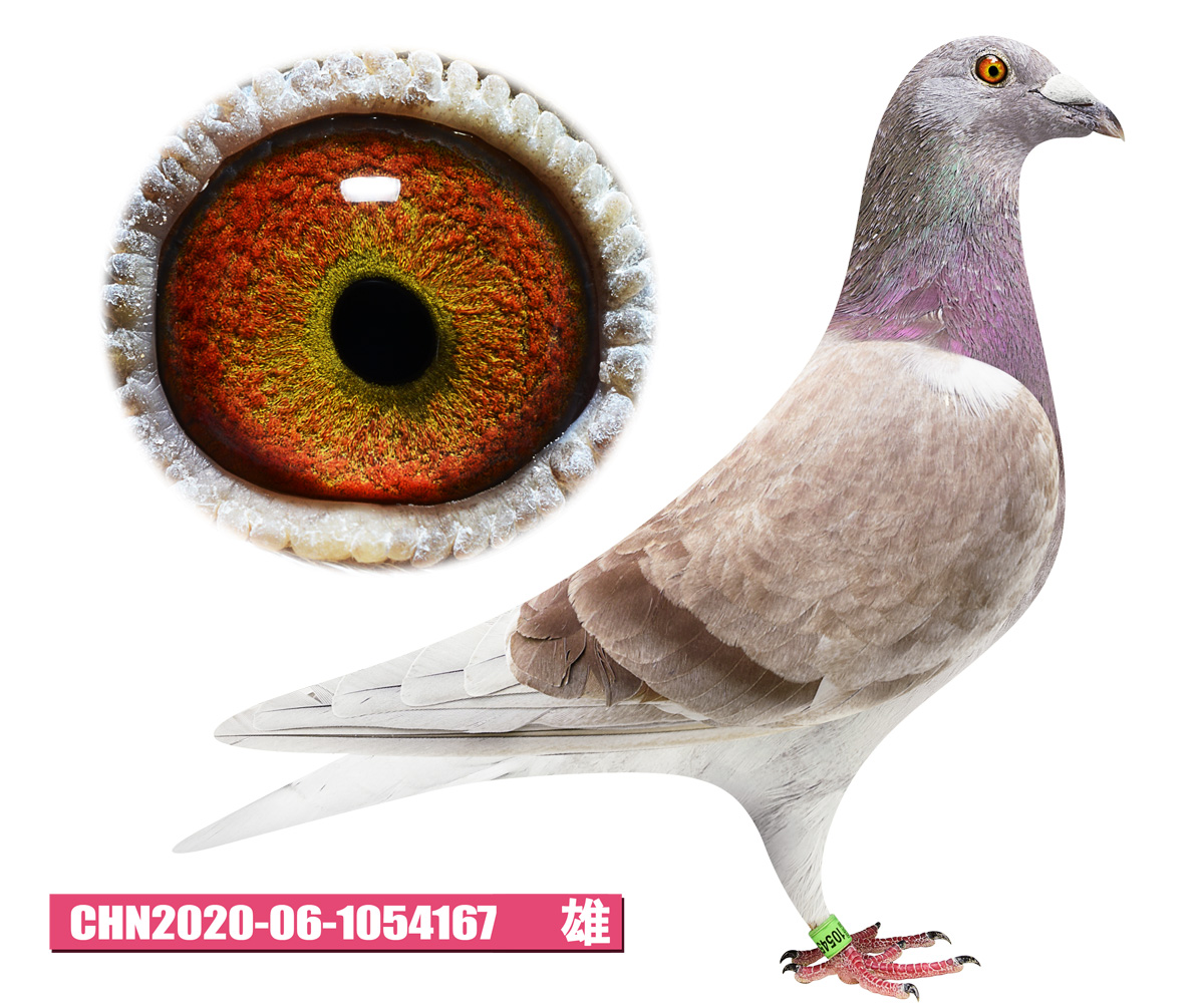 东北虎赛鸽精英中心在线拍鸽