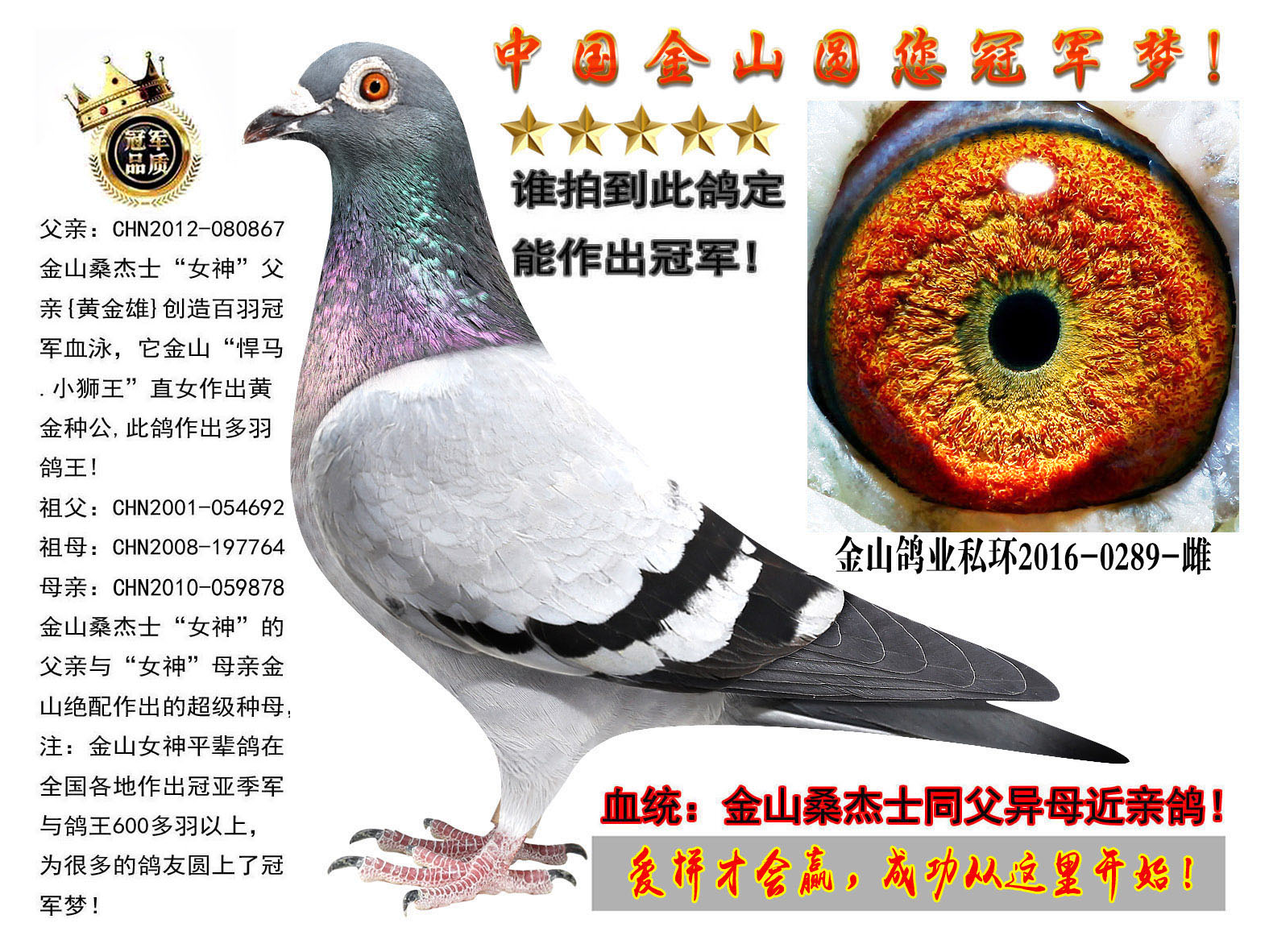 桑杰士"金山女神"妹妹同父异母兄妹近亲作出超级种鸽! 保证金级拍卖
