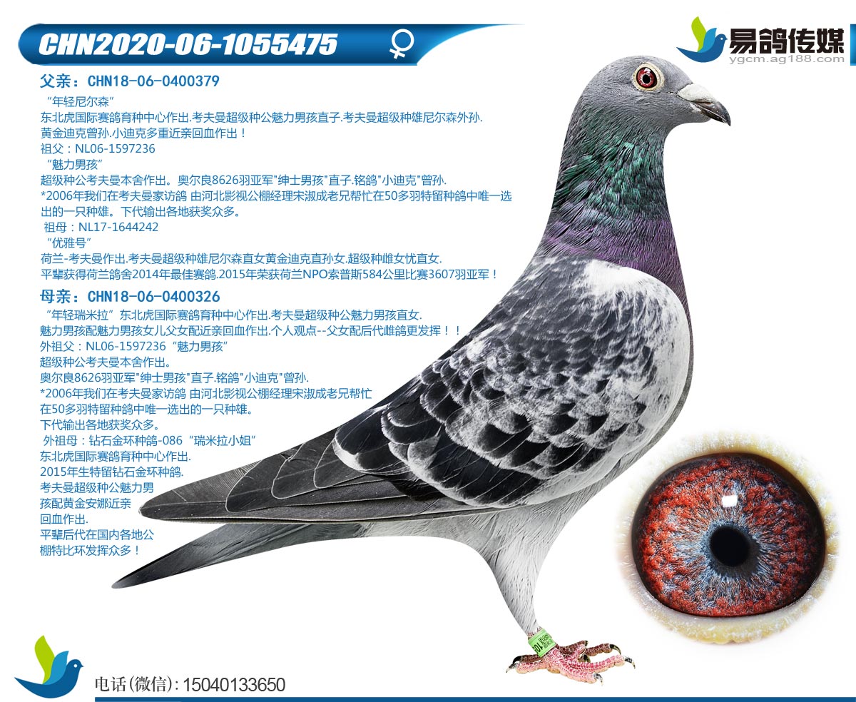 易鸽传媒在线拍鸽