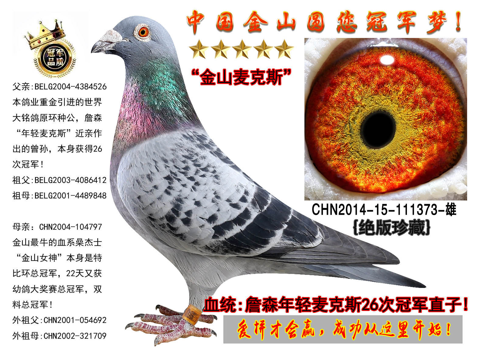 中国金山鸽业在线拍鸽