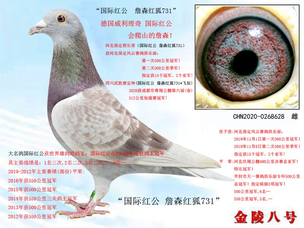 信鸽在线拍卖平台 - 中国信鸽信息网