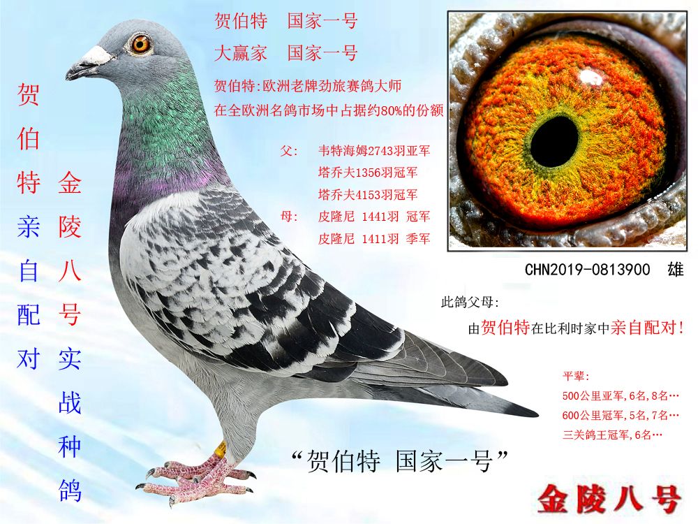 信鸽在线拍卖平台 - 中国信鸽信息网