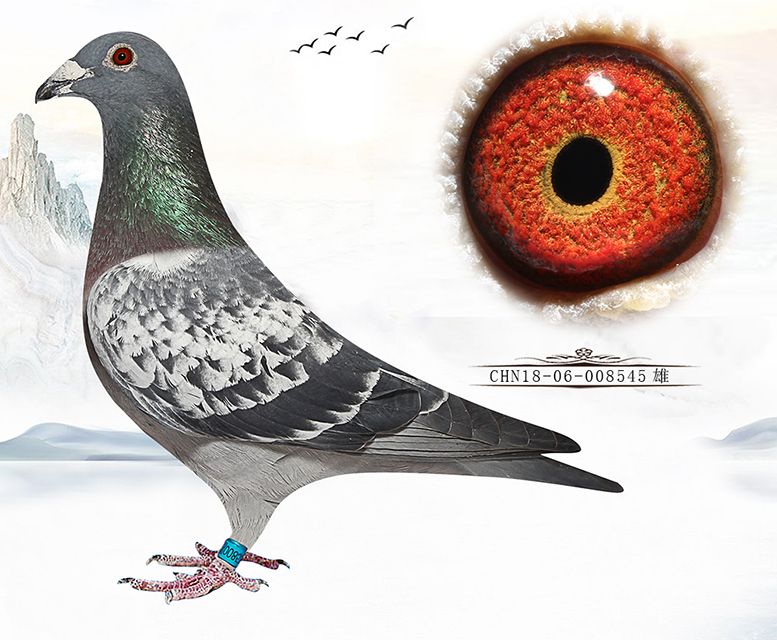 信鸽在线拍卖平台 - 中国信鸽信息网