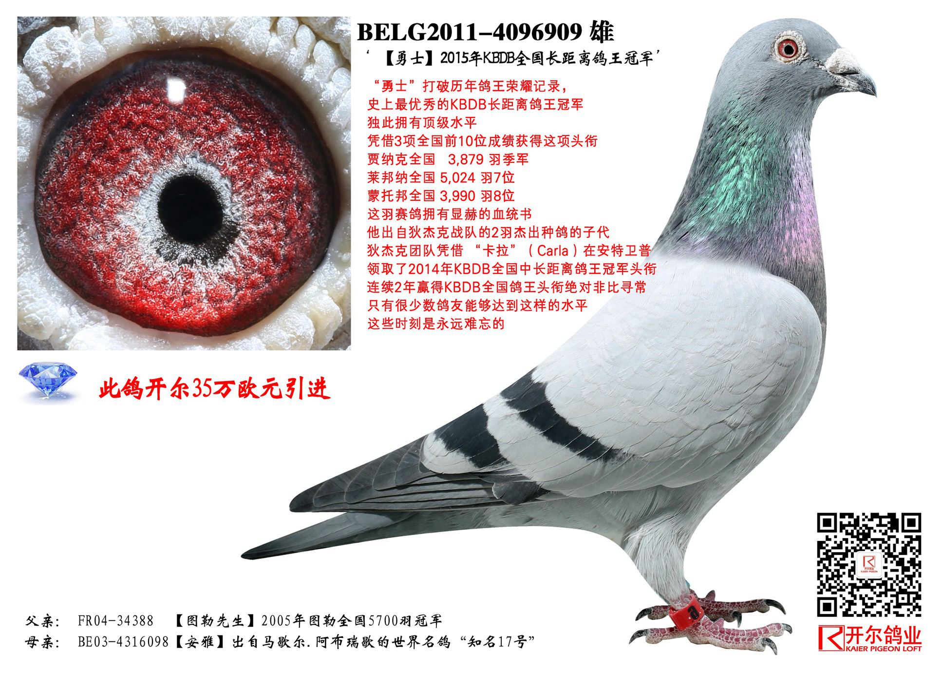 信鸽在线拍卖平台 - 中国信鸽信息网