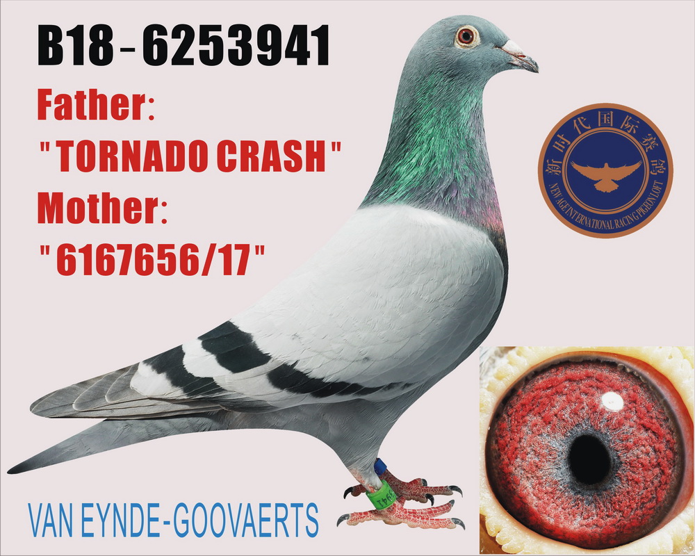 信鸽在线拍卖平台 - 中国信鸽信息网