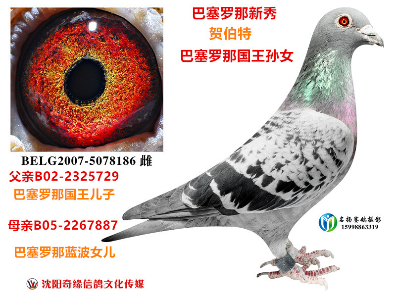 点击查看此商品大图片