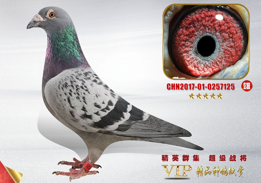 信鸽在线拍卖平台 - 中国信鸽信息网