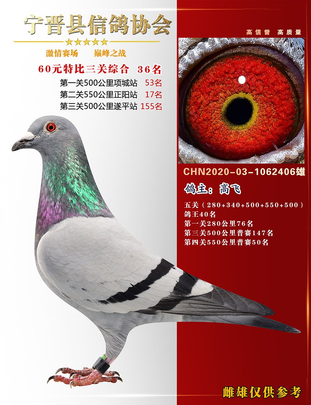 信鸽在线拍卖平台 - 中国信鸽信息网