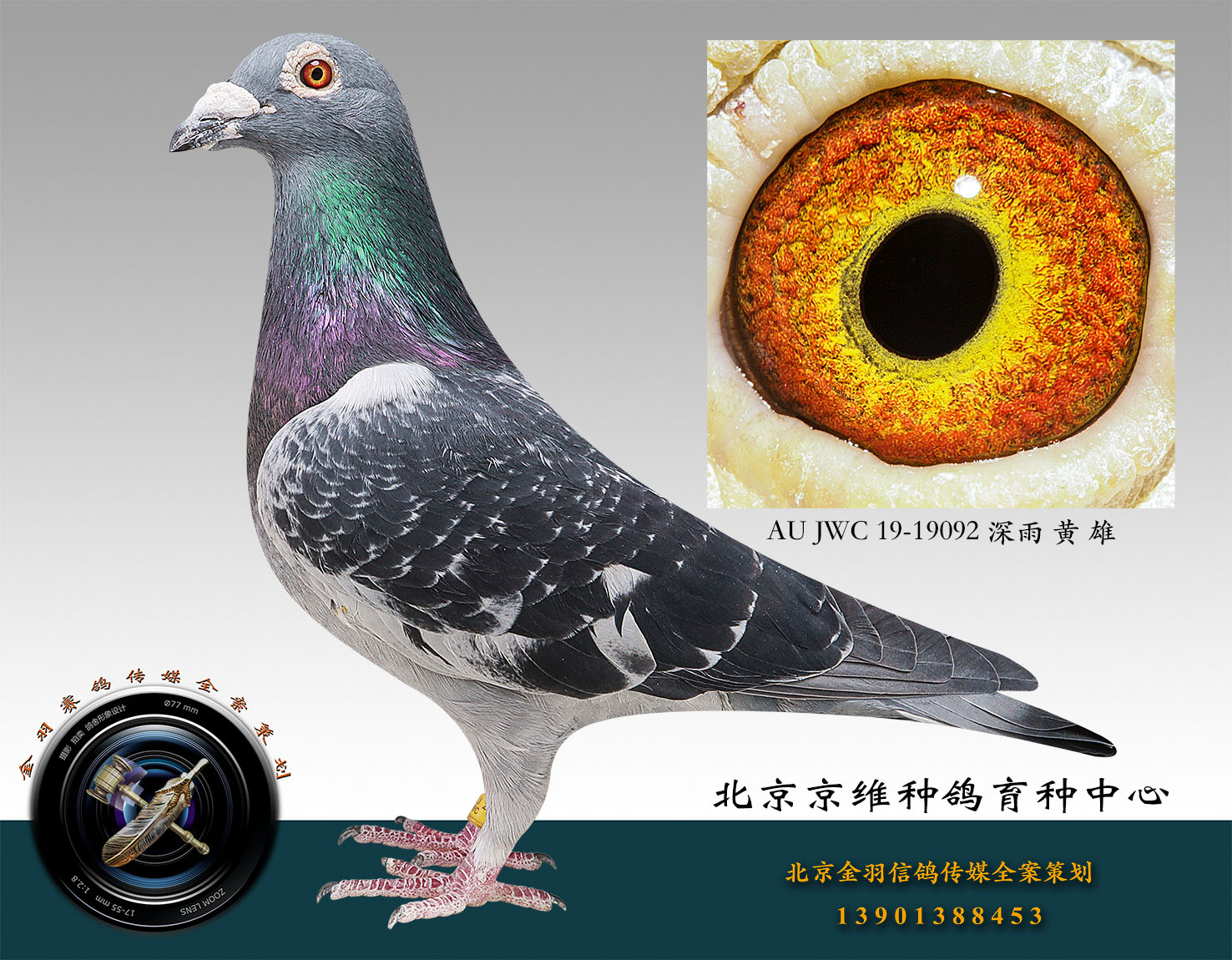 信鸽在线拍卖平台 - 中国信鸽信息网