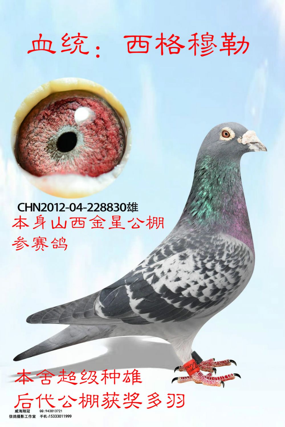 信鸽在线拍卖平台 - 中国信鸽信息网