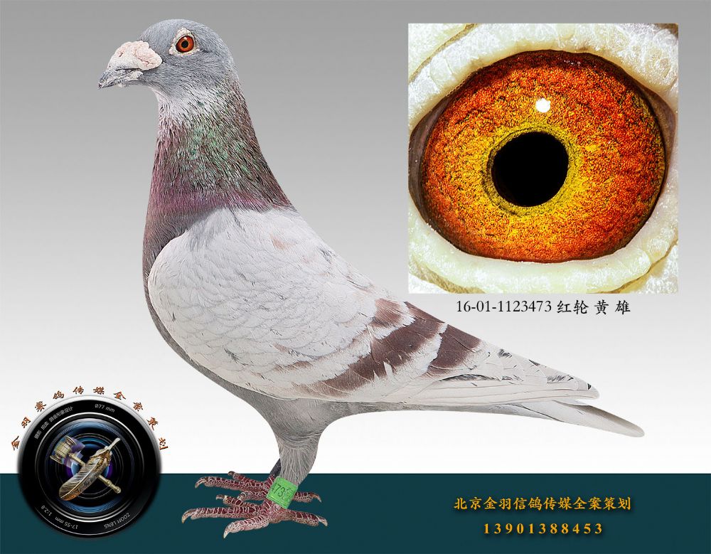 信鸽在线拍卖平台 - 中国信鸽信息网