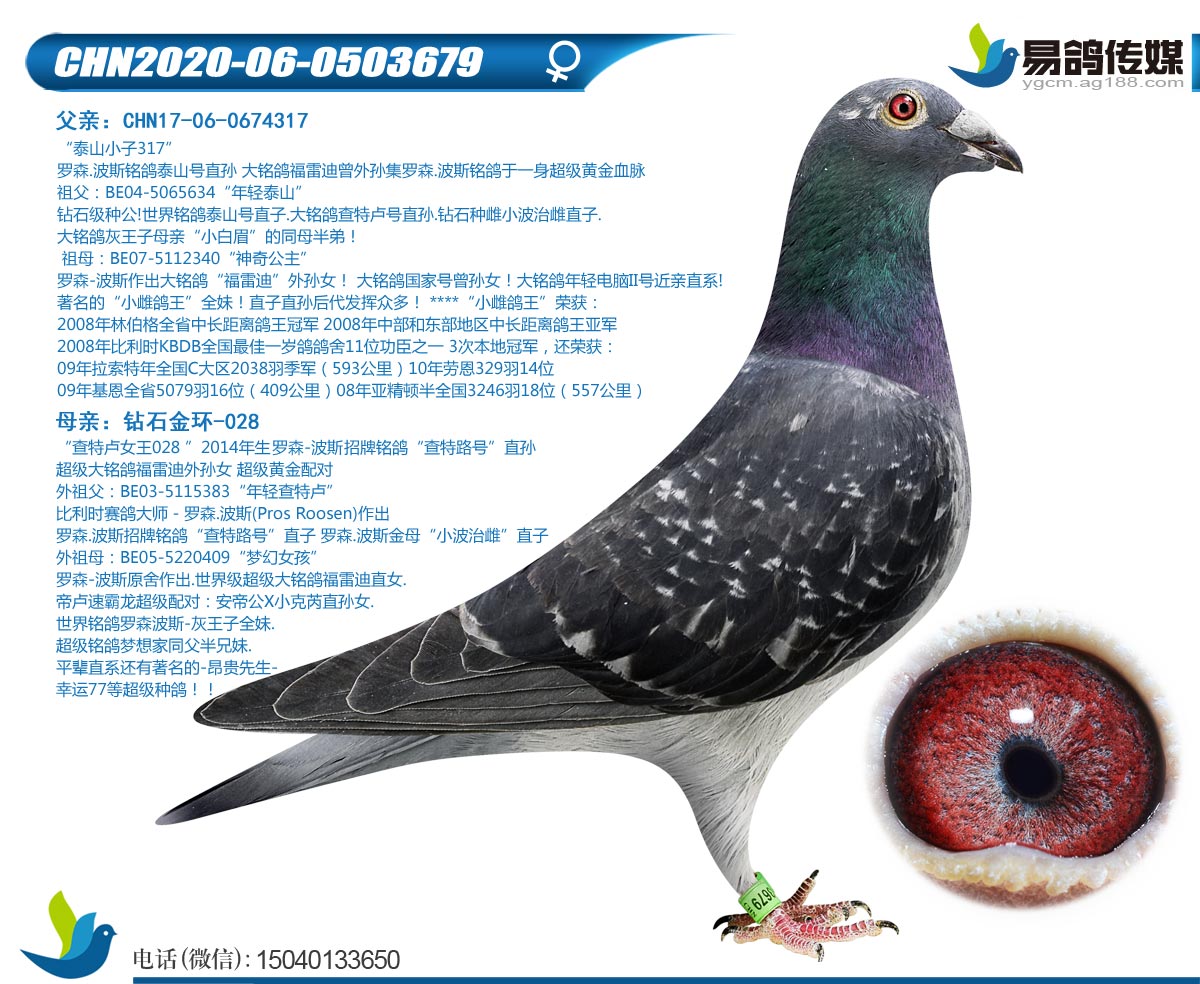 信鸽在线拍卖平台 - 中国信鸽信息网