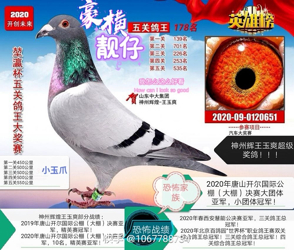 神州辉煌王玉爽鸽王藏品职业五关中国杯超级奖鸽保证金级拍卖