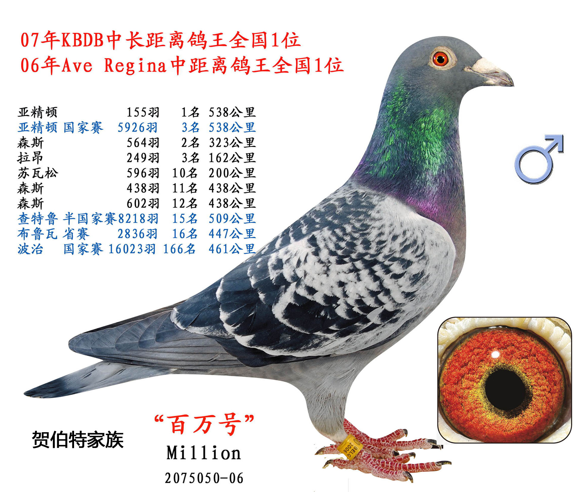 信鸽在线拍卖平台 - 中国信鸽信息网