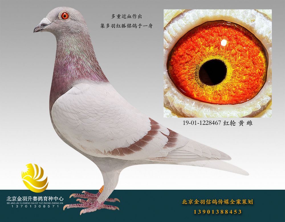信鸽在线拍卖平台 - 中国信鸽信息网