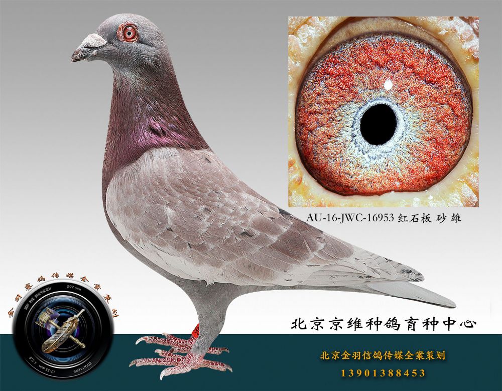 信鸽在线拍卖平台