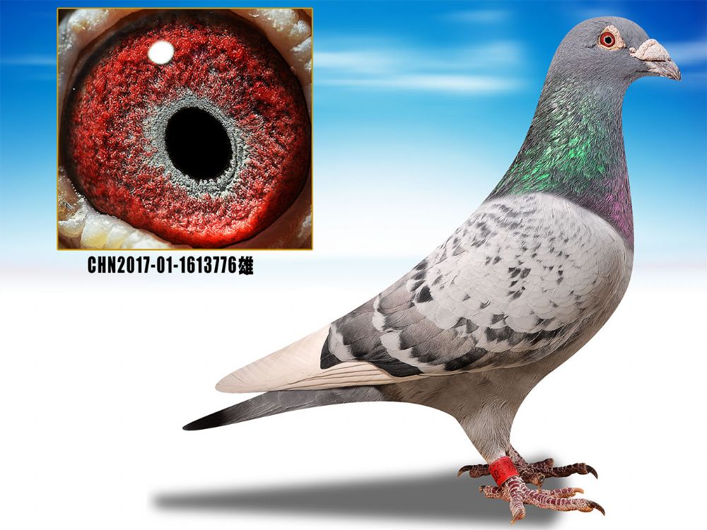 信鸽在线拍卖平台 - 中国信鸽信息网