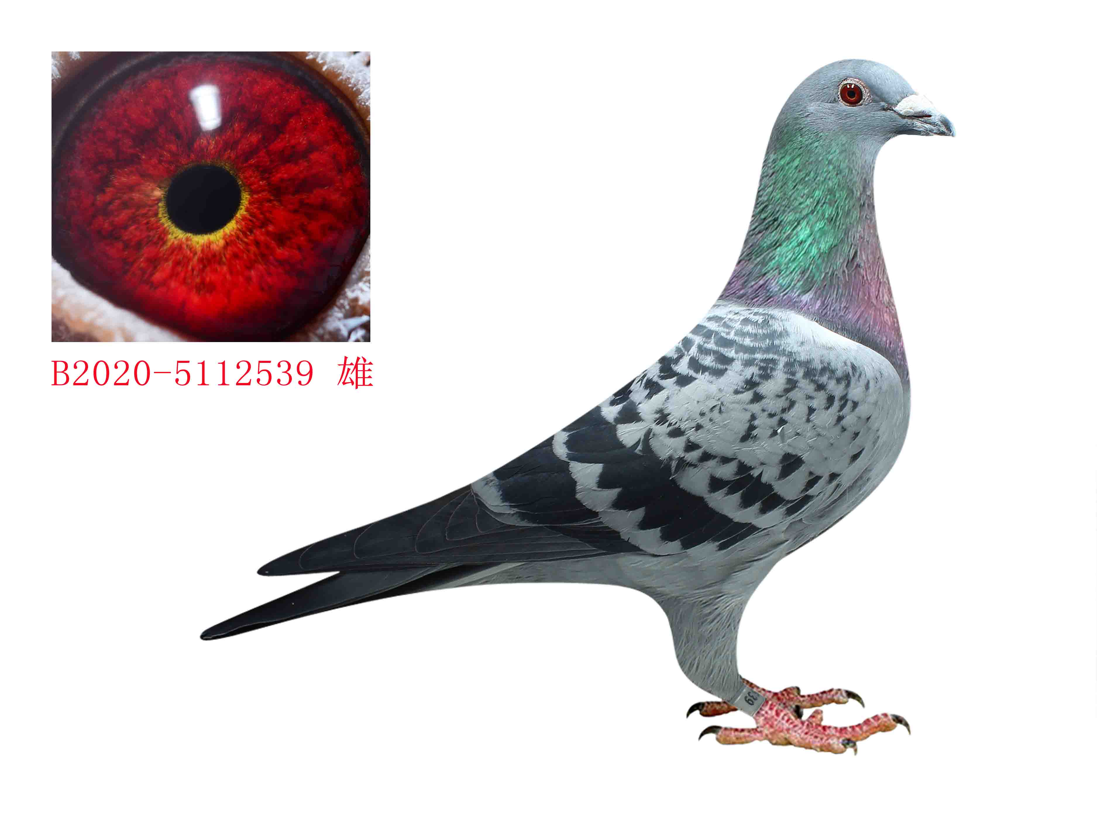 信鸽在线拍卖平台 - 中国信鸽信息网